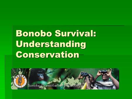 Bonobo Survival: Understanding Conservation. Bonobos are:  Great apes  Residents of the Democratic Republic of Congo  Very social beings  Matriarchal.