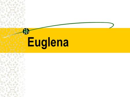 Euglena. Euglena Euglena belong to the kingdom Protista.