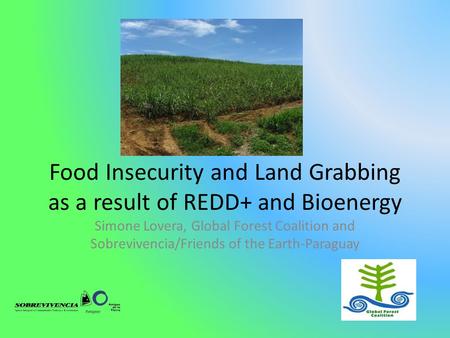 Food Insecurity and Land Grabbing as a result of REDD+ and Bioenergy Simone Lovera, Global Forest Coalition and Sobrevivencia/Friends of the Earth-Paraguay.