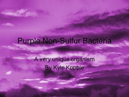 Purple Non-Sulfur Bacteria A very unique organism By Kyle Kopple.