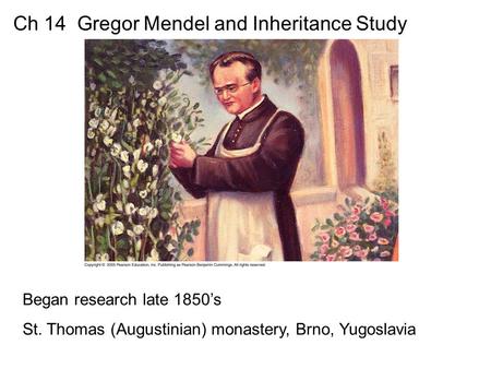Ch 14 Gregor Mendel and Inheritance Study Began research late 1850’s St. Thomas (Augustinian) monastery, Brno, Yugoslavia.