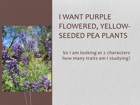 So I am looking at 2 characters how many traits am I studying? I WANT PURPLE FLOWERED, YELLOW- SEEDED PEA PLANTS.