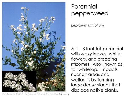 Perennial pepperweed Lepidium latifolium Steve Dewey, Utah State University; Leslie J. Mehrhoff, University of Connecticut, Bugwood.org A 1 – 3 foot tall.