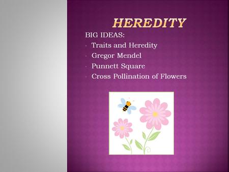 BIG IDEAS: Traits and Heredity Gregor Mendel Punnett Square Cross Pollination of Flowers.