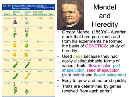 Mendel and Heredity Gregor Mendel (1850’s)– Austrian monk that bred pea plants and from his experiments he formed the basis of GENETICS: study of heredity.