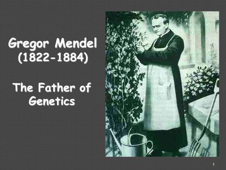 1 Gregor Mendel (1822-1884) The Father of Genetics.