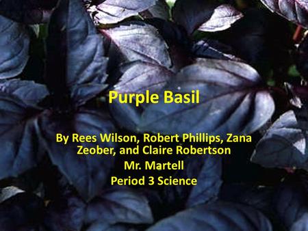 Purple Basil By Rees Wilson, Robert Phillips, Zana Zeober, and Claire Robertson Mr. Martell Period 3 Science.