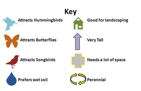 Key Attracts Hummingbirds Attracts Butterflies Attracts Songbirds Prefers wet soil Good for landscaping Very Tall Needs a lot of space Perennial.