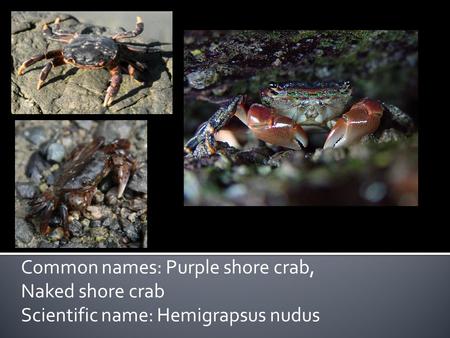 Common names: Purple shore crab, Naked shore crab Scientific name: Hemigrapsus nudus.