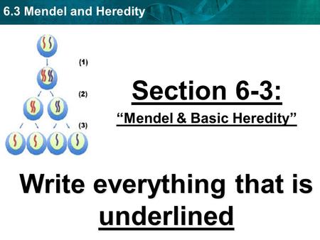 “Mendel & Basic Heredity” Write everything that is underlined