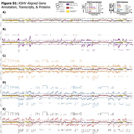 Figure S1: KSHV Aligned Gene Annotation, Transcripts, & Proteins KSHV Gene Annotation FW ORF (Top Graphs) RC ORF (Bottom Graphs) Connects Alt. Spliced.