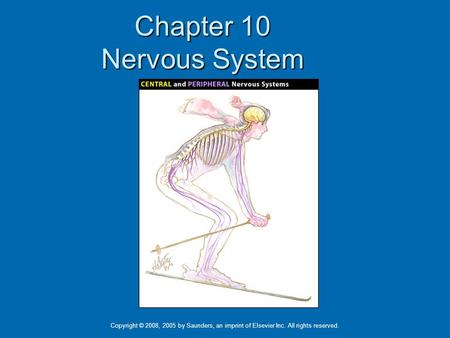 Chapter 10 Nervous System Copyright © 2008, 2005 by Saunders, an imprint of Elsevier Inc. All rights reserved.