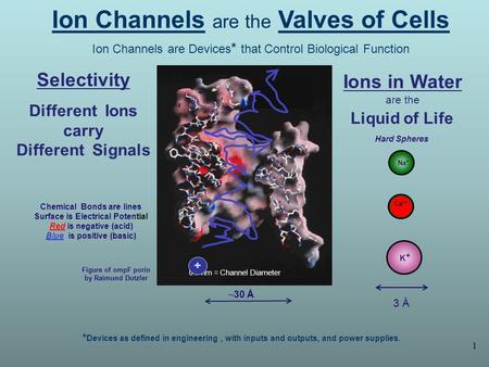 1 Ion Channels are the Valves of Cells Ion Channels are Devices * that Control Biological Function Chemical Bonds are lines Surface is Electrical Potential.