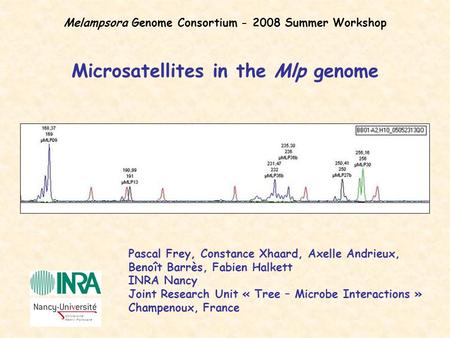 Microsatellites in the Mlp genome Pascal Frey, Constance Xhaard, Axelle Andrieux, Benoît Barrès, Fabien Halkett INRA Nancy Joint Research Unit « Tree –