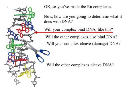 OK, so you’ve made the Ru complexes. Now, how are you going to determine what it does with DNA? Will your complex bind DNA, like this? Will the other complexes.
