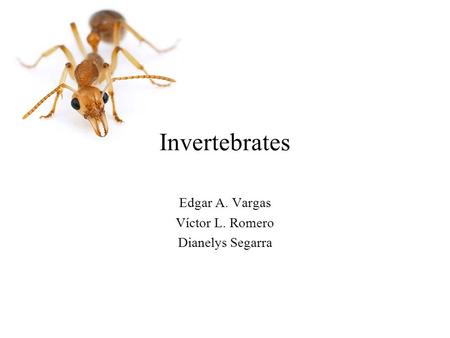 Edgar A. Vargas Víctor L. Romero Dianelys Segarra Invertebrates.