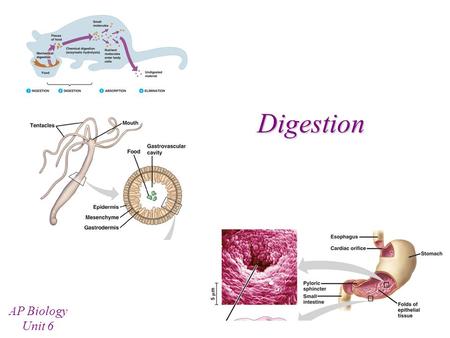 Digestion AP Biology Unit 6.