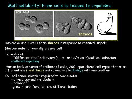 Haploid a- and  -cells form shmoos in response to chemical signals Shmoos mate to form diploid a/  cell Examples of: - “differentiated” cell types (a-,