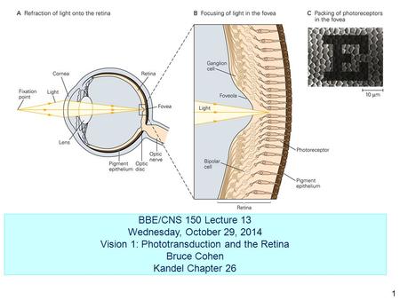 BBE/CNS 150 Lecture 13 Wednesday, October 29, 2014 Vision 1: Phototransduction and the Retina Bruce Cohen Kandel Chapter 26 1.