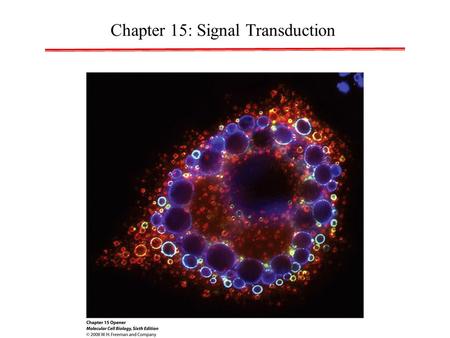 Chapter 15: Signal Transduction. OUTLINE 15.1 From Extracellular Signal to Cellular Response 15.2 Studying Cell-Surface Receptors 15.3 Highly Conserved.
