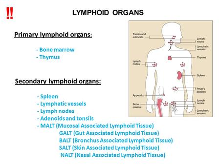 Primary lymphoid organs : - Bone marrow - Thymus Secondary lymphoid organs: - Spleen - Lymphatic vessels - Lymph nodes - Adenoids and tonsils - MALT (Mucosal.