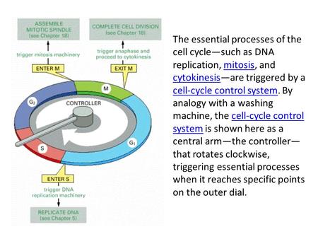 The essential processes of the cell cycle—such as DNA replication, mitosis, and cytokinesis—are triggered by a cell-cycle control system. By analogy with.