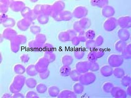 Plasmodium & Malaria: Life cycle.  a power. presentation from T. MADHAVAN, M. Sc., M.L.I.S., M. Ed., M. Phil., P.G.D.C.A., Lecturer in Zoology.  this.