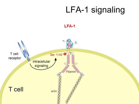 HLA antigen APC cell LFA-1 signaling T cell receptor LFA-1 Ser 1140 intracellular signaling.