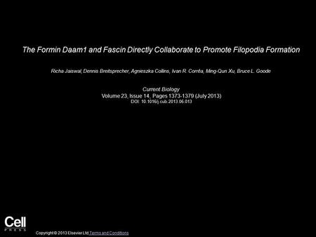 The Formin Daam1 and Fascin Directly Collaborate to Promote Filopodia Formation Richa Jaiswal, Dennis Breitsprecher, Agnieszka Collins, Ivan R. Corrêa,