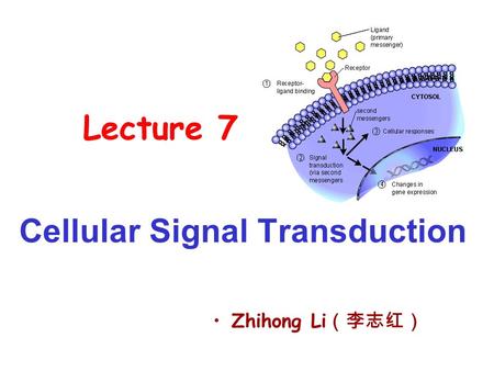 Lecture 7 Cellular Signal Transduction Zhihong Li （李志红）