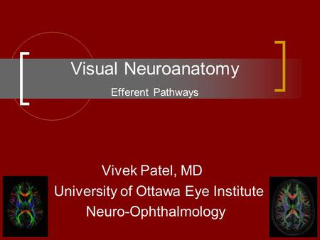 Visual Neuroanatomy Efferent Pathways