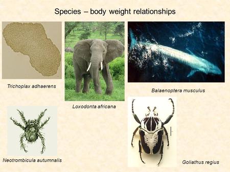 Species – body weight relationships Trichoplax adhaerens Loxodonta africana Balaenoptera musculus Neotrombicula autumnalis Goliathus regius.