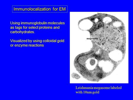 Immunolocalization for EM Using immunoglobulin molecules as tags for select proteins and carbohydrates. Visualized by using colloidal gold or enzyme reactions.