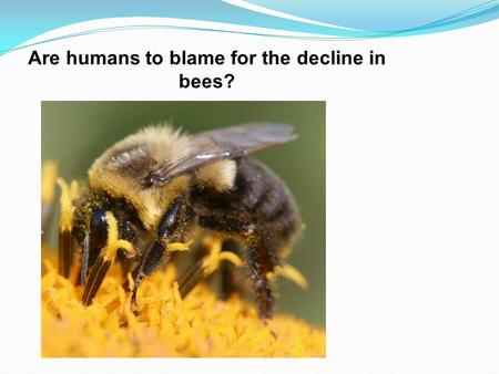 Are humans to blame for the decline in bees?