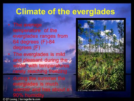 The average temperature of the everglades ranges from 64 degrees (F)-84 degrees (F) The everglades is mild and pleasant during the winter with temperatures.