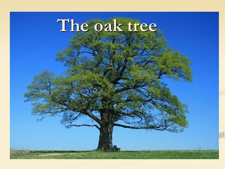 The oak tree.