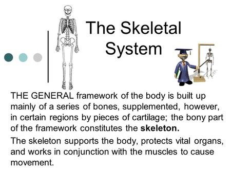The Skeletal System THE GENERAL framework of the body is built up mainly of a series of bones, supplemented, however, in certain regions by pieces of cartilage;
