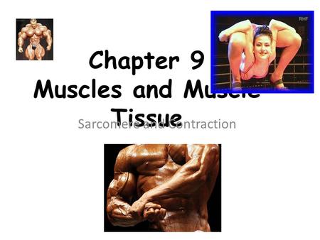 Chapter 9 Muscles and Muscle Tissue