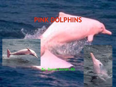 By: Daniel Soutar, 8G. The Indo-Pacific Humpback Dolphin  has a long beak, large melon, and well-rounded flippers. The dorsal fin rests on a 'hump',