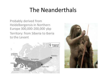 The Neanderthals Probably derived from Heidelbergensis in Northern Europe 300,000-200,000 ybp Territory: from Siberia to Iberia to the Levant.