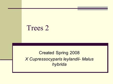 Trees 2 Created Spring 2008 X Cupressocyparis leylandii- Malus hybrida.