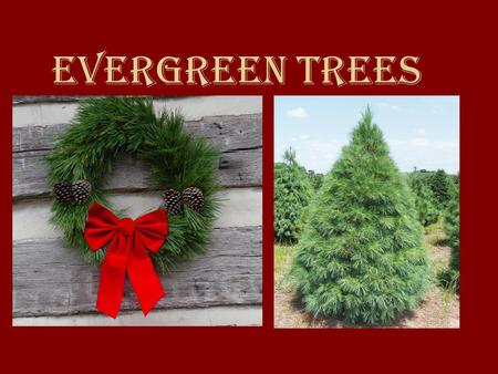 Evergreen Trees. BOTANICAL NAME X Cupressocyparis leylandii.