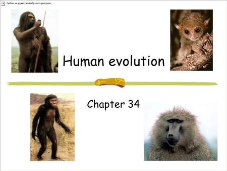 Human evolution Chapter 34. Humans??? Archonta 65 mya Small arboreal (tree-dwelling) mammals Large eyes Insect eating Nocturnal Gave rise to bats,