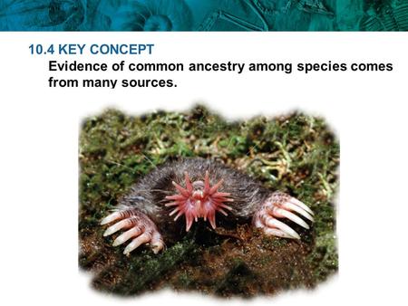 10.4 KEY CONCEPT Evidence of common ancestry among species comes from many sources.