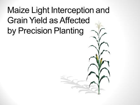 Maize Light Interception and Grain Yield as Affected by Precision Planting.