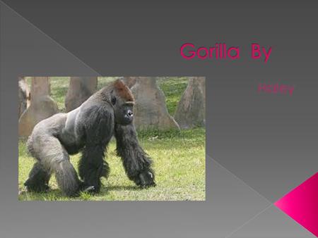  Gorillas live in eastern Zaire  Biome- some live in rainforests, others live in dry forests  Type of home-nest in a tree  Do they make its home-