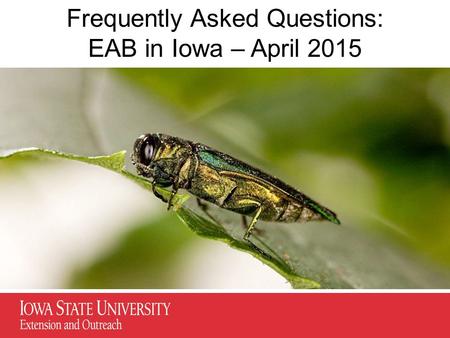 Frequently Asked Questions: EAB in Iowa – April 2015.