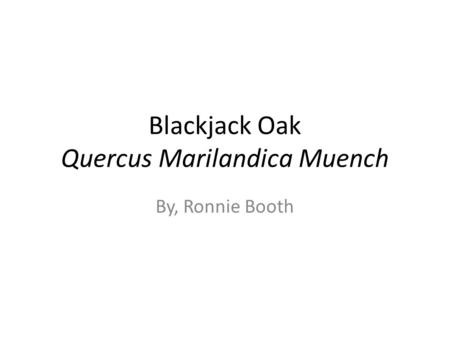Blackjack Oak Quercus Marilandica Muench By, Ronnie Booth.
