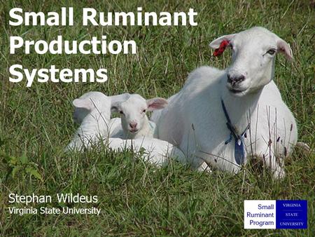 Beaver - 2006 Small Ruminant Production Systems Stephan Wildeus Virginia State University.