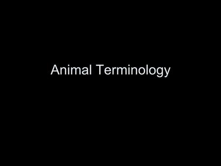 Animal Terminology.